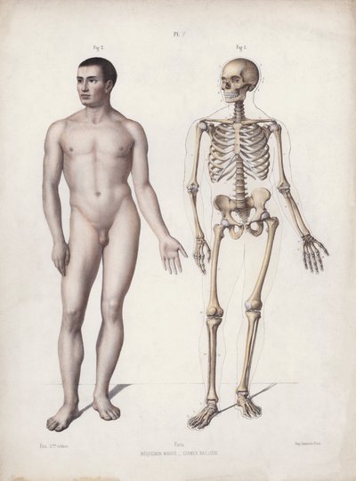 Illustratie voor De Anatomie van de Externe Vormen van de Mens: Man staand door European School