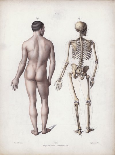 Illustratie voor De Anatomie van de Externe Vormen van de Mens: Man staand, achteraanzicht door European School