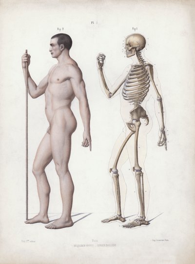 Illustratie voor De Anatomie van de Externe Vormen van de Mens: Man staand, zijaanzicht door European School