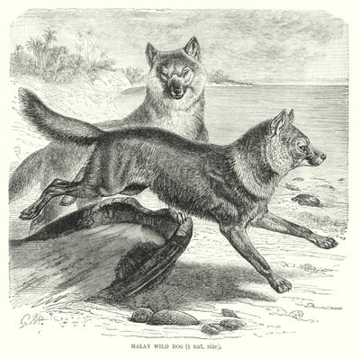 Maleise wilde hond (gravure) door European School