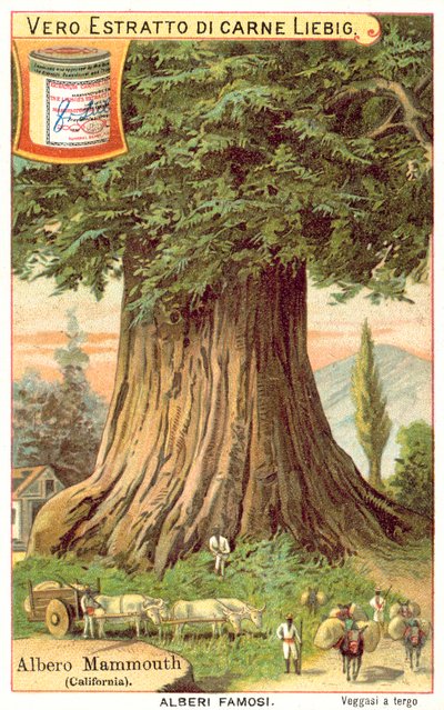 Mammoetboom, Californië (chromolitho) door European School