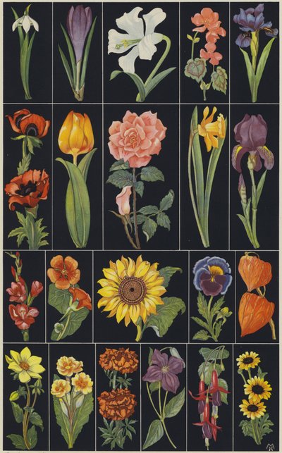 Pagina uit kinderprentenboek Bloemen (kleurenlitho) door European School