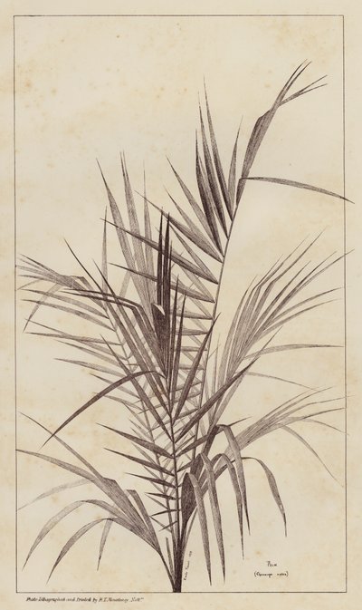 Palm, Chamaerops Exelsa door European School