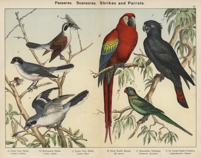 Zangvogels, Klimvogels, Klauwieren en Papegaaien door European School
