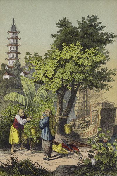 Mensen en planten van China door European School
