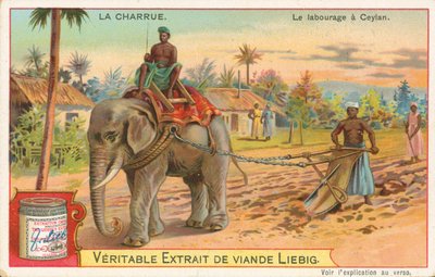 Ploegen door olifant, Ceylon, Liebig-kaart, begin 20e eeuw (chromo) door European School