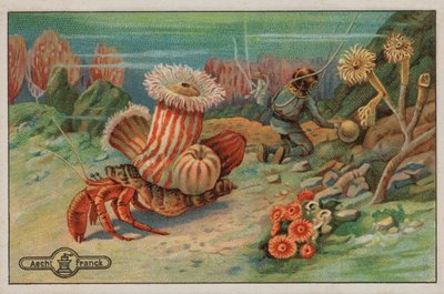 Scène op de zeebodem (chromolitho) door European School