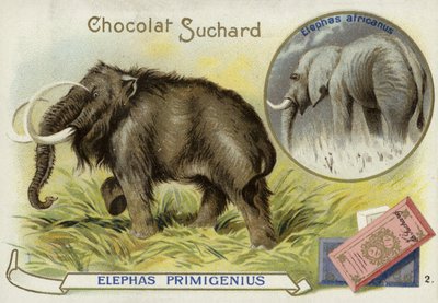 Wolharige mammoet en Afrikaanse olifant door European School