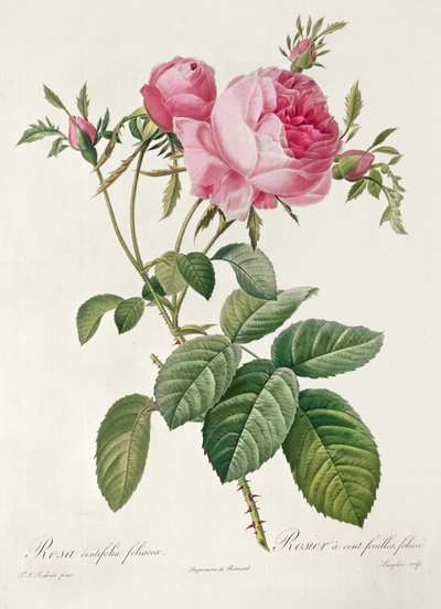 Thory, les Roses, Rosa Centifolia Foliaca door Eustache Hyacinthe Langlois