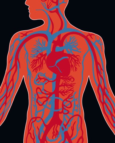 Netwerk van cardiovasculair systeem door Evan Sklar