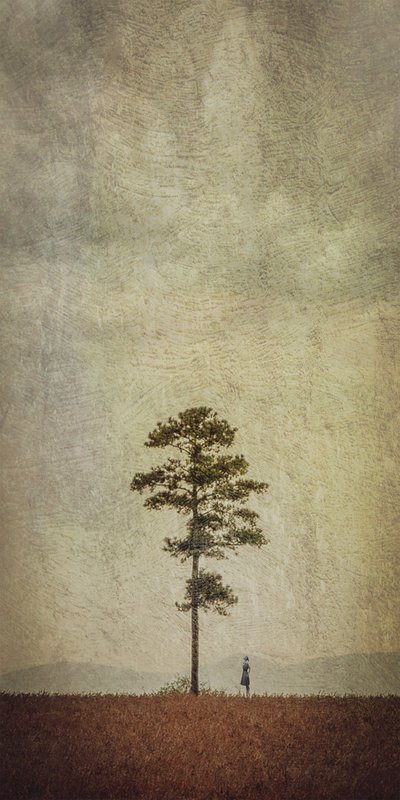 Veld met eenzame bomen door Evgenii Novichikhin
