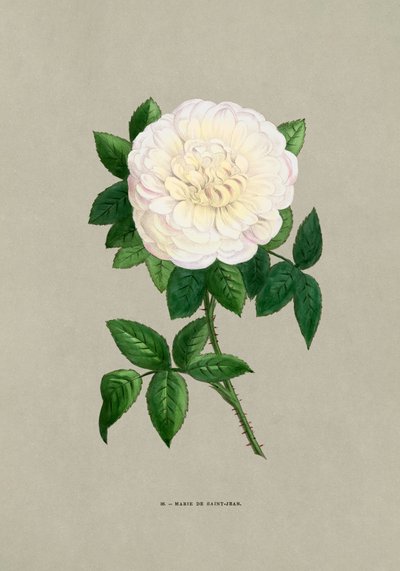 Rose Marie De Saint Jean door F. Grobon