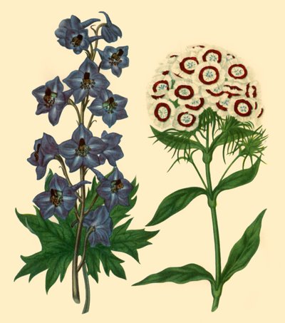 Ridderspoor en Duizendschoon: Delphinium elatum en Dianthus barbatus, 1805, 1946 door F Sansom