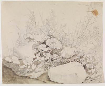 Planten en Rotsen. Detailstudie door F. Sødring
