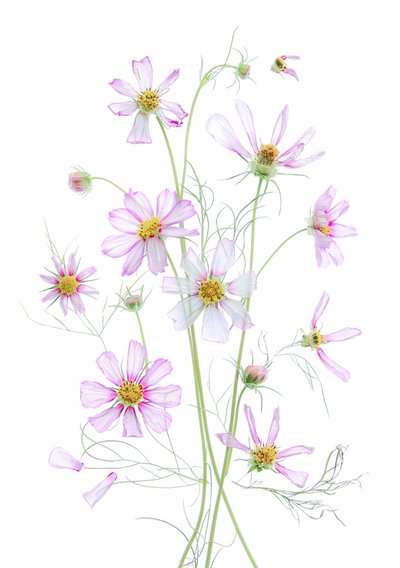 Etherische roze cosmos door Fangping Zhou