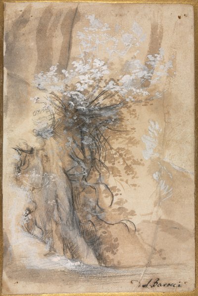 Bloeiende struik boven een geërodeerde oever door Federico Barocci