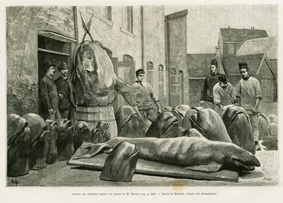 De aankomst van de dode dolfijnen bij het huis van Mr. Ostrom op Torrents Island. Gravure door Myrbach ter illustratie van het verhaal Een maand in de archipel van de Faeröer, door H.Labonne, in le tour du monde 1887, onder leiding van Edouard Charton (180 door Felicien baron de Myrbach Rheinfeld