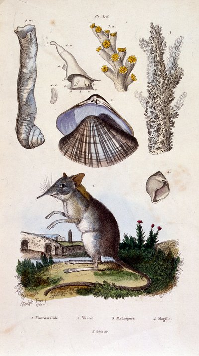 Botanische en zoölogische illustratie door F. E. Guerin. Uit Dictionnaire pittoresque d