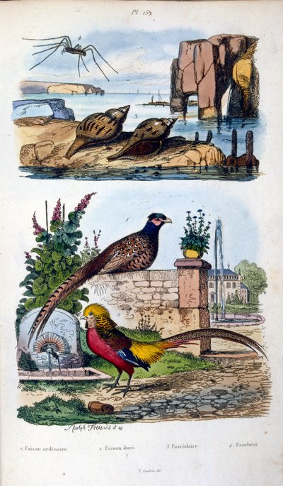Botanische en zoölogische illustratie door F. E. Guerin. Uit Dictionnaire pittoresque d