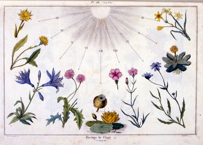 Botanische illustratie door F. E. Guerin. Uit Dictionnaire pittoresque d