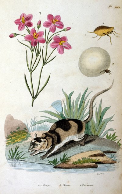 Wateropossum (Chironectes minimus) door Felix-Edouard Guerin