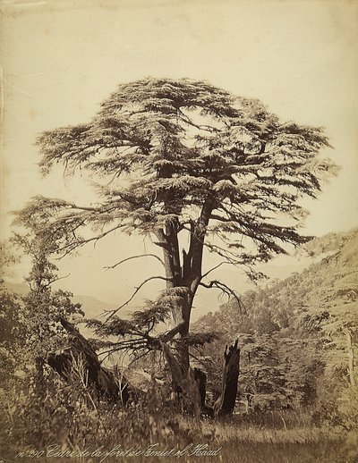 Grote cederboom in het Teniet el Haad-bos, Libanon door Félix Bonfils