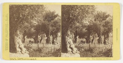 Der Garten der Oliven, Jerusalem, Nr. 576 aus der Serie "Ansichten von Palästina" door Félix Bonfils