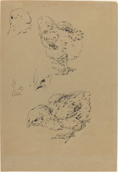 Kuikens door Felix Bracquemond
