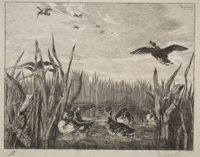 Tafeleend door Felix Bracquemond