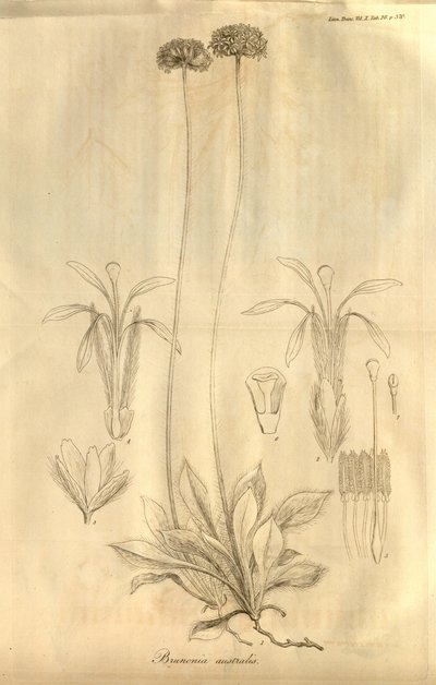 Tab. 28 uit Volume X van Transactions of the Linnean Society of London, gepubliceerd in 1811 door Ferdinand Bauer