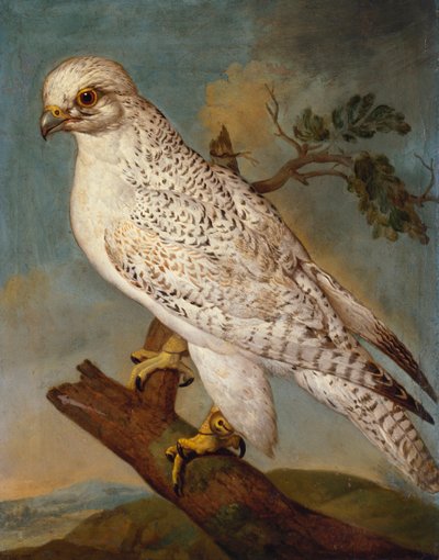 Een Valk op een Tak, 1736 door Ferdinand Phillip de Hamilton