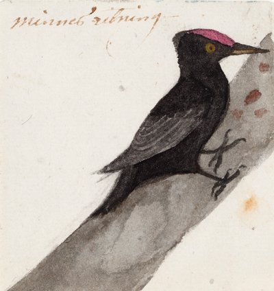 De grote zwarte specht door Ferdinand von Wright