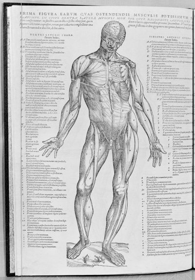 Anatomische studie, illustratie uit De Humani Corporis Fabrica Librorum Epitome door Andreas Vesalius (1514-64) gepubliceerd in Basel, 1543 door Flemish School