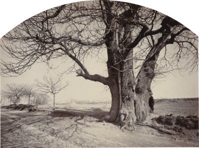 Grote Kastanjeboom aan de Kant van een Weg, ca. 1875-1880 door Félix Thiollier