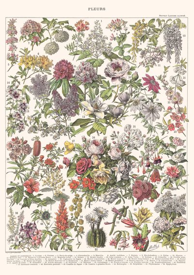 Bloemen II - ASTER EDITIE, 2023 door Florent Bodart