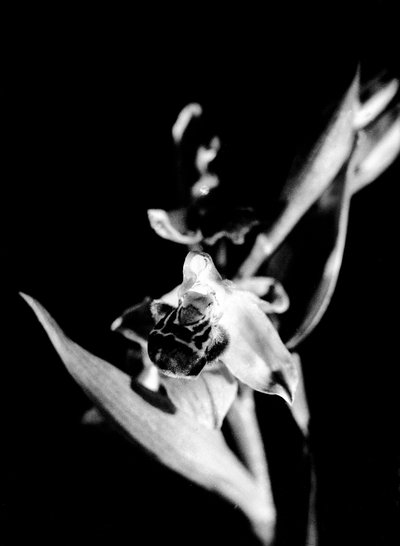 Wilde orchidee (z/w foto) door Fosco Maraini