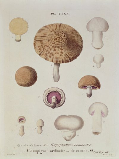 Hypophyllum campestre of de veldpaddenstoel, plaat 130 uit 