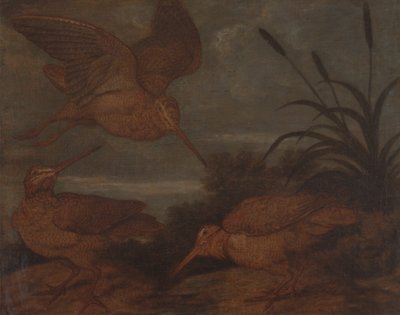 Houtsnip in de schemering door Francis Barlow