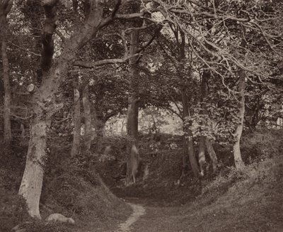 Glen Kenilworth,c. 1868 (foto) door Francis Bedford