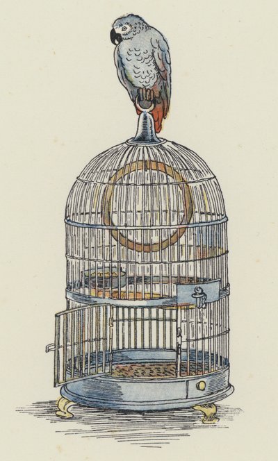 Papegaai zittend bovenop zijn kooi (kleurenlitho) door Francis Donkin Bedford