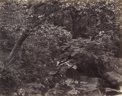 Glen bij Lynmouth door Francis Frith