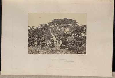 De grootste ceder, de Libanonberg door Francis Frith