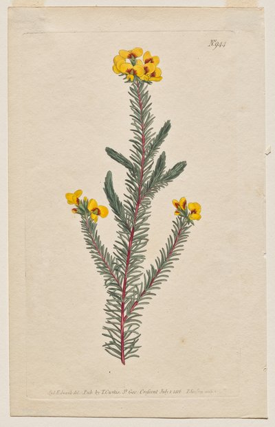 The Botanical Magazine or Flower Garden Displayed: Plaat 944, Dillwynia Glaberrima. Gladde Dillwynnia. [Dillwynia ericifolia gaberrima] door Francis Sansom
