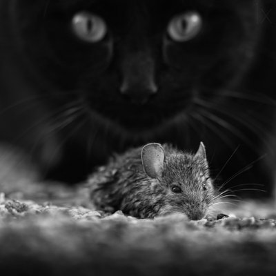 Zwarte kat, wilde muis door Francois Casanova