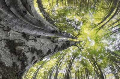 Het majestueuze bladerdak van het bos door Francois Casanova
