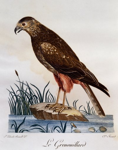 Afrikaanse Moerasbuizerd (Circus ranivorus), gravure uit Histoire Naturelle des Oiseaux d