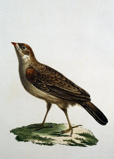 Vrouwelijke Koekoeksroller, gravure uit Histoire Naturelle des Oiseaux d
