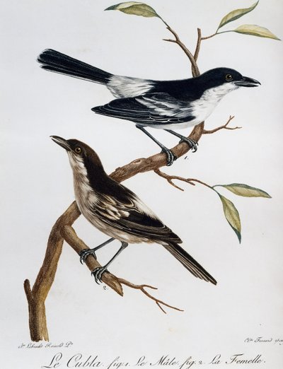 Mannetje en vrouwtje van de Zwartgerugde Puffback (Dryoscopus cubla), gravure uit Histoire Naturelle des Oiseaux d