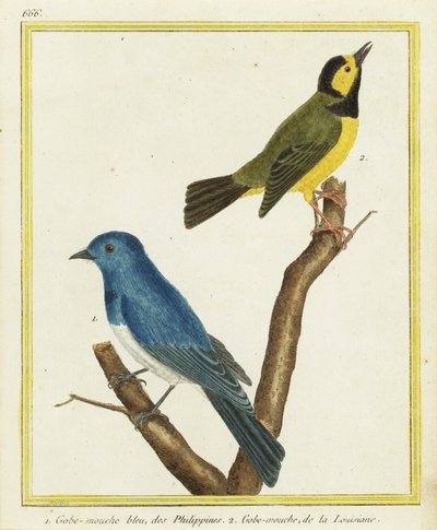 Zwartnekmonarch, Hypothymis azurea 1, en kapzanger, Setophaga citrina 2 door Francois Nicolas Martinet