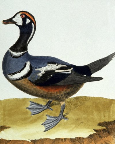 Kraag eend door Francois Nicolas Martinet